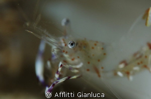 shrimp...... by Afflitti Gianluca 